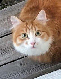 sibirisk katt Vivaldi