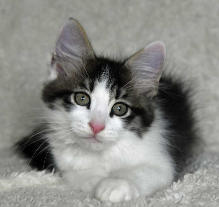 sibirisk kattunge Xerxes