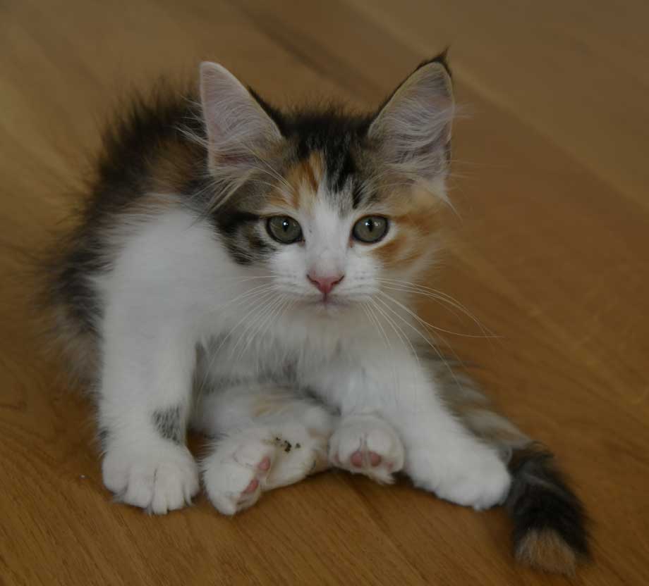 sibirisk kattunge Xuyi