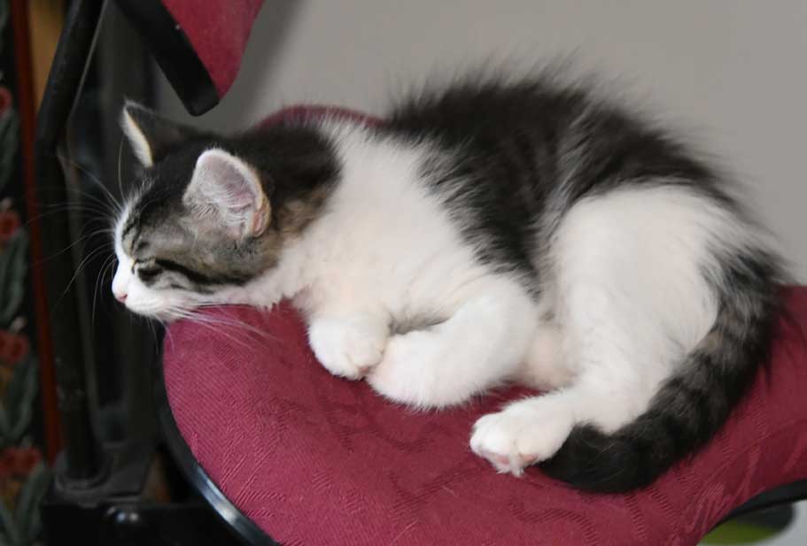 sibirisk kattunge Xerxes