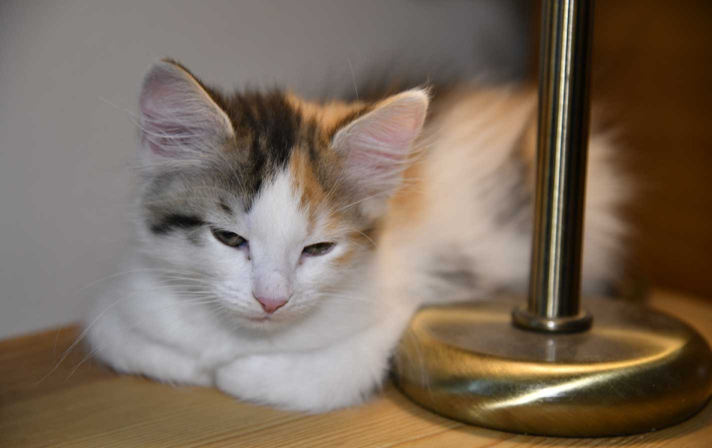 sibirisk kattunge Ximena