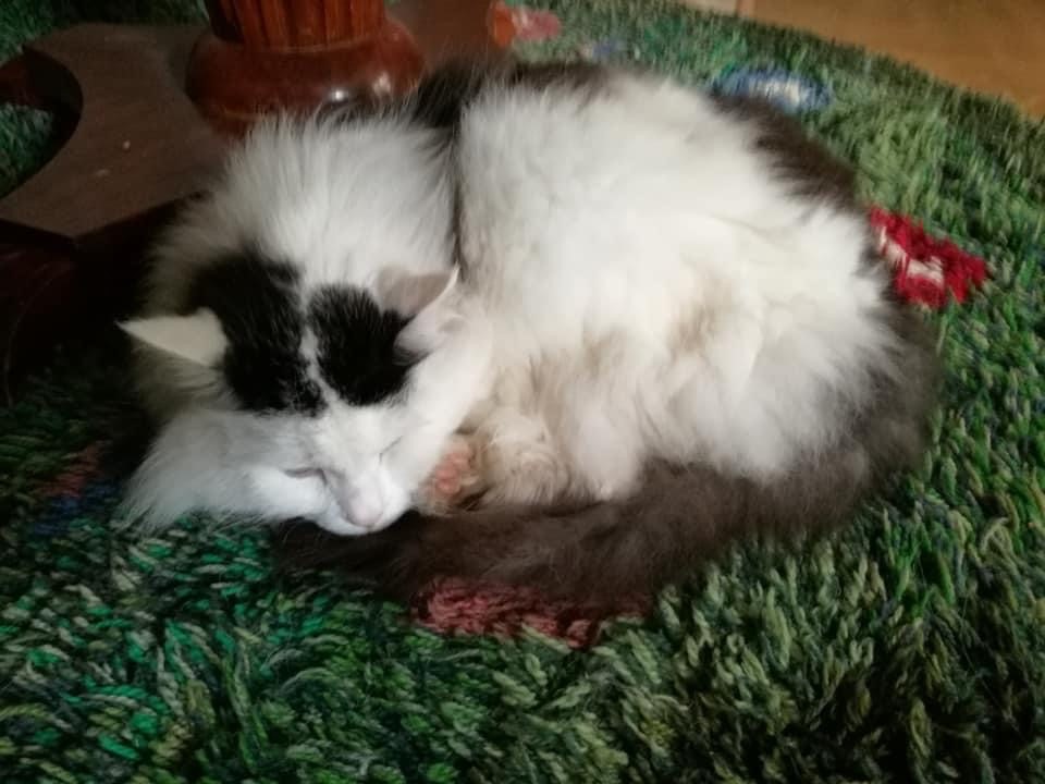 sibirisk katt Junior