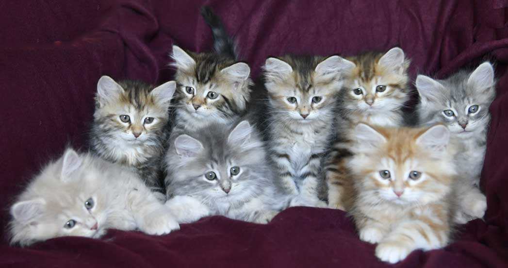 sibirisk kattungar Yy-kull