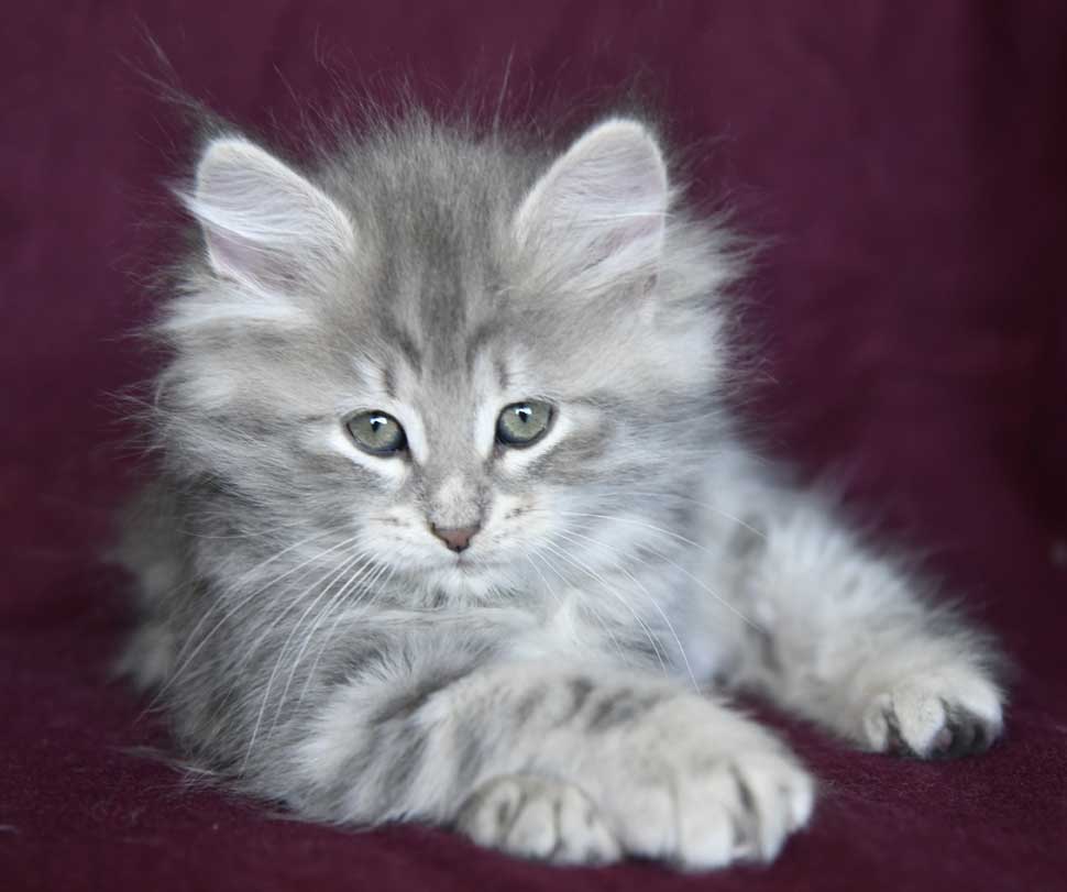 sibirisk kattunge Yambika