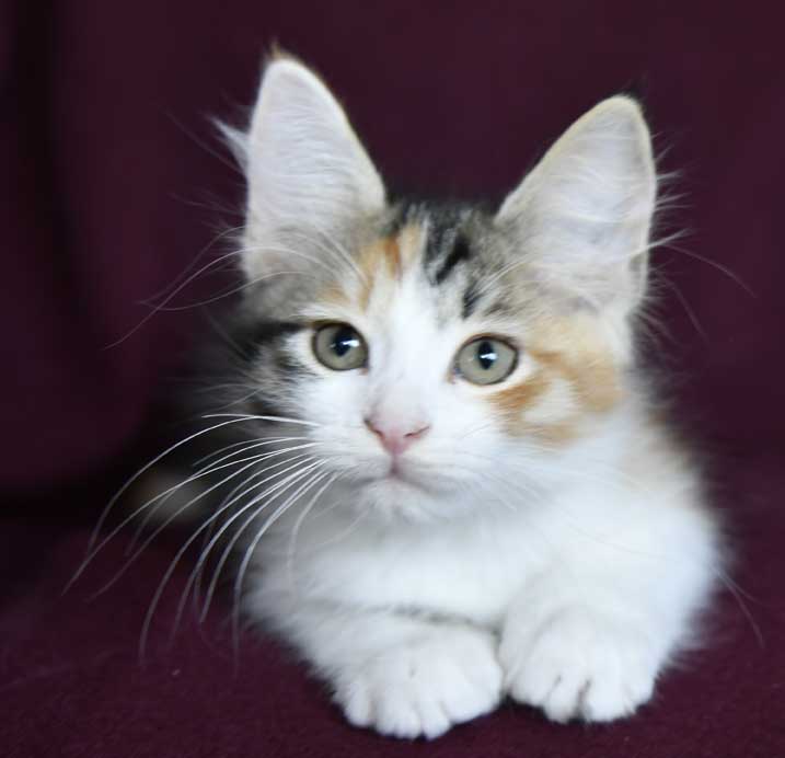 sibirisk kattunge Xuyi