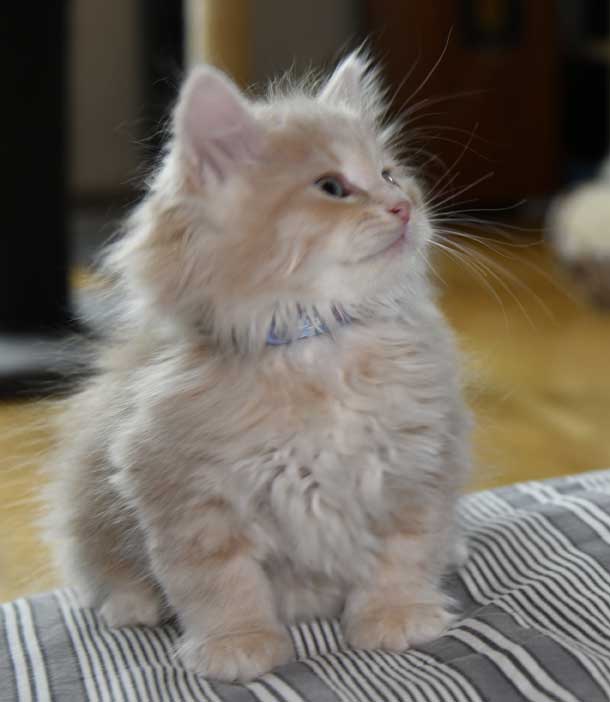 sibirisk kattunge Yezo