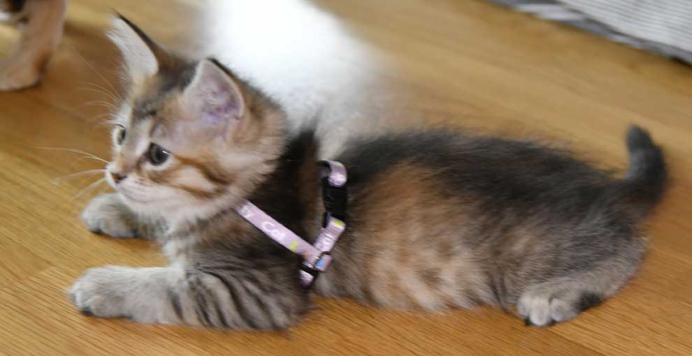 sibirisk kattunge Yetta
