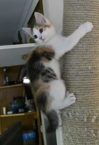 sibirisk kattunge Ximena