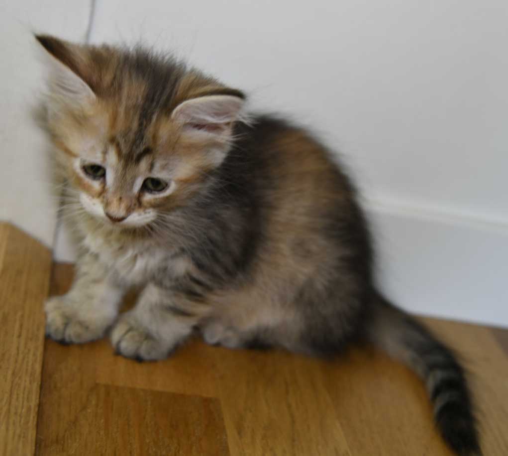 sibirisk kattunge Yetta