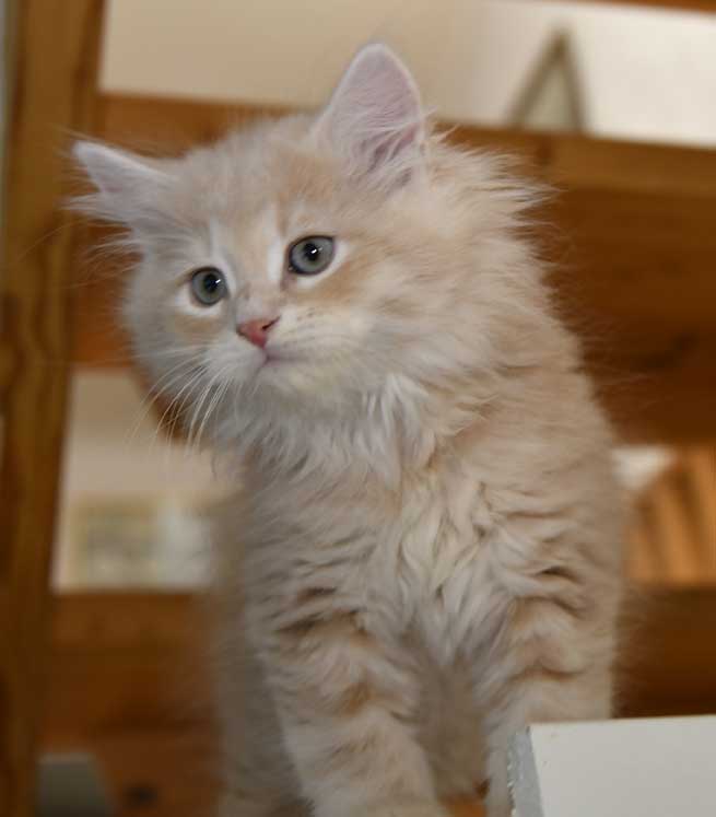 sibirisk kattunge Yezo