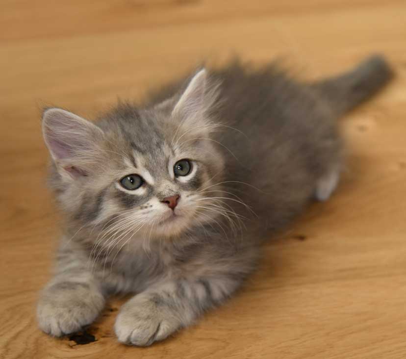 sibirisk kattunge Yabu