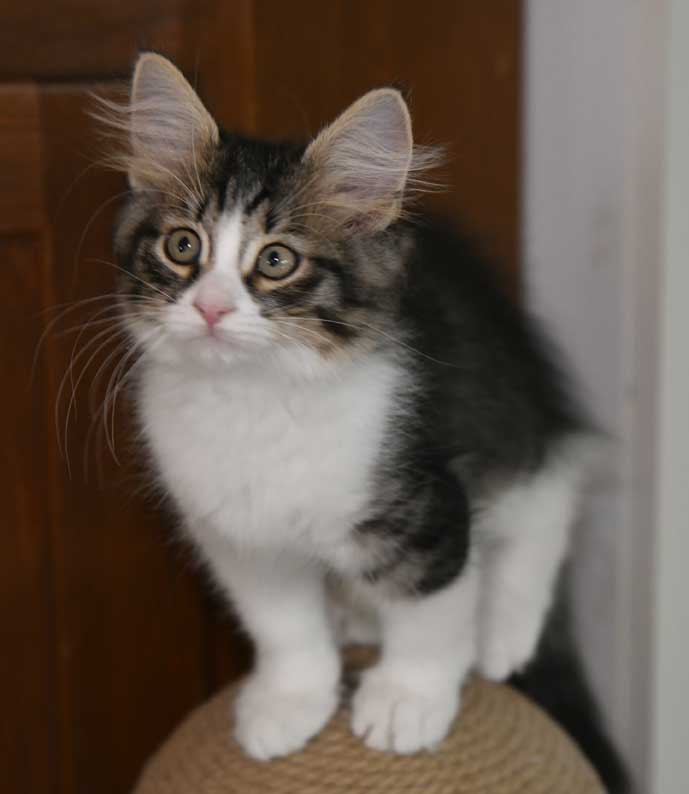 sibirisk kattunge Xosa