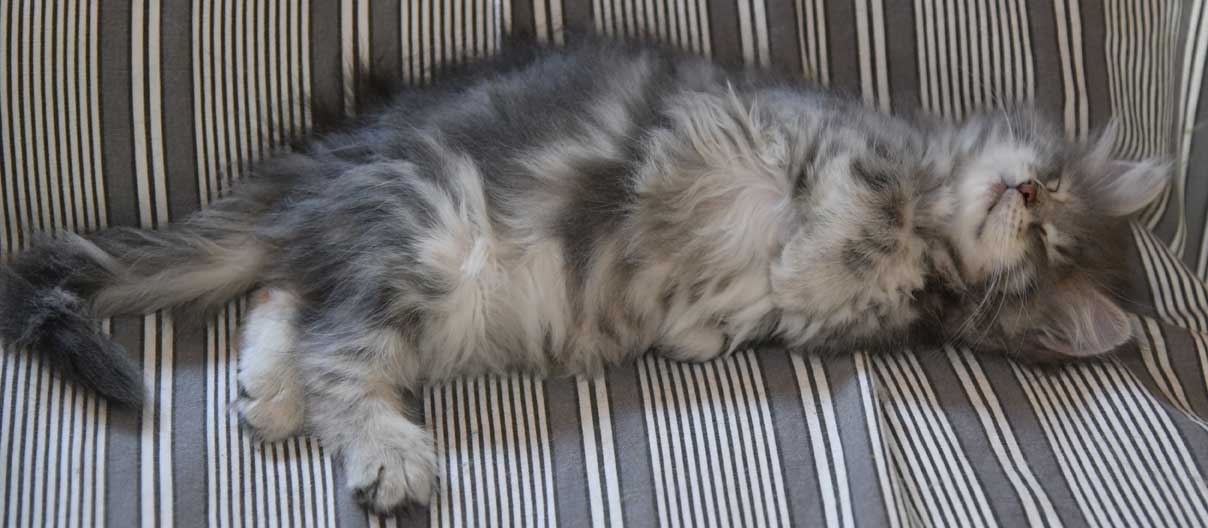 sibirisk kattunge Yambika