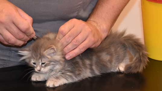 sibirisk kattunge Yambika