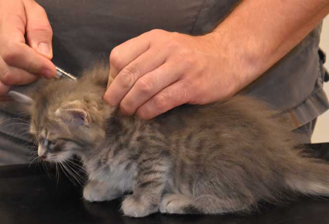 sibirisk kattunge Yabu