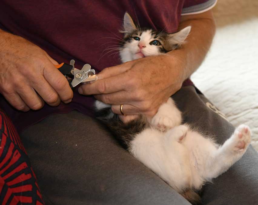 sibirisk kattunge Xerxes