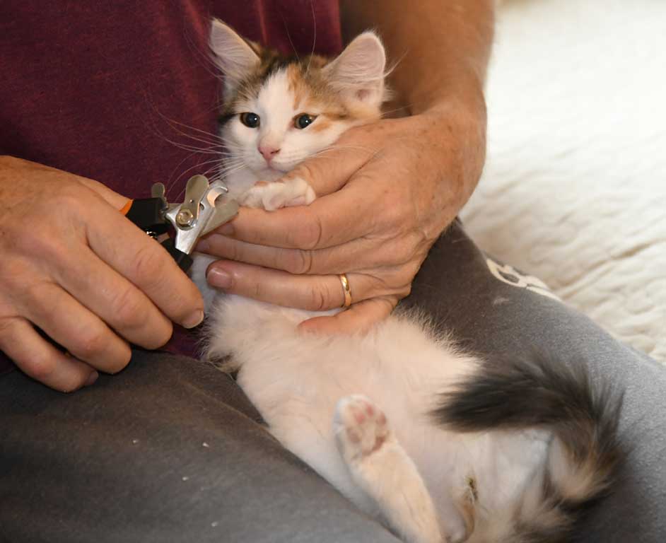 sibirisk kattunge Ximena