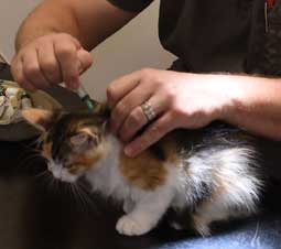 sibirisk kattunge Xuyi