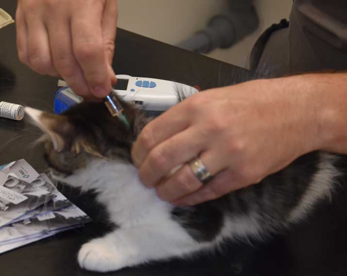 sibirisk kattunge Xerxes