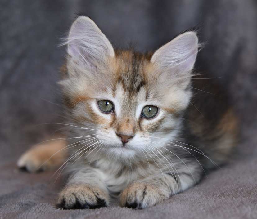 sibirisk kattunge Yetta