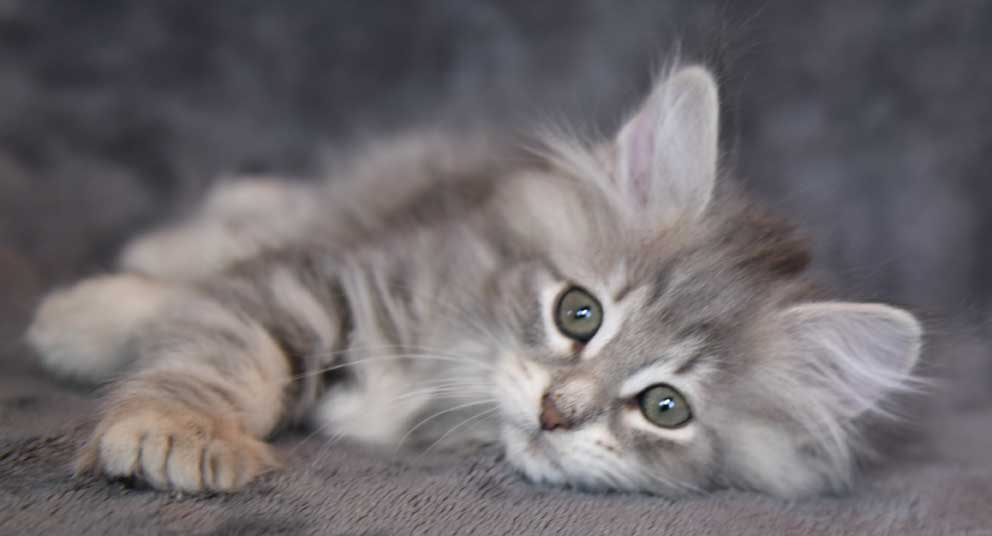 sibirisk kattunge Yabu