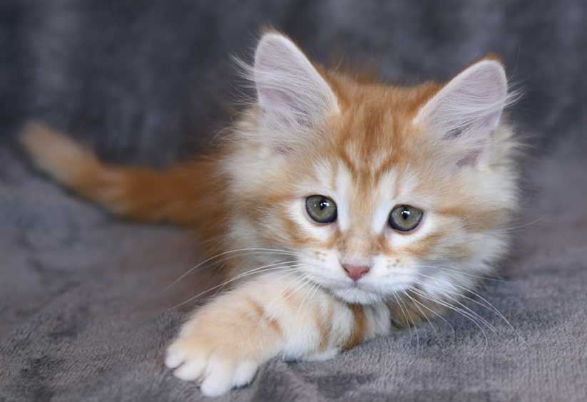 sibirisk kattunge Yazhi