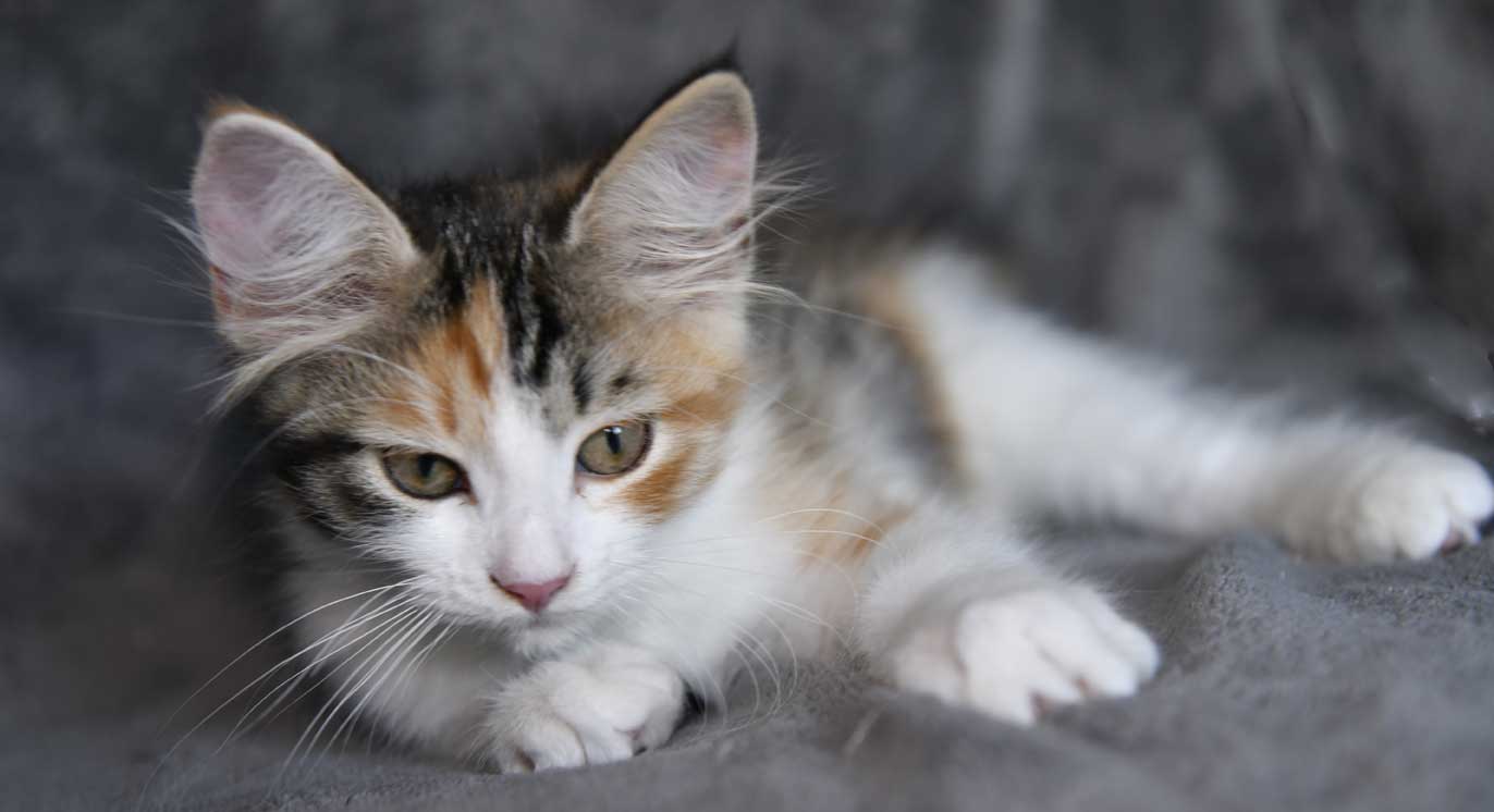 sibirisk kattunge Xuyi