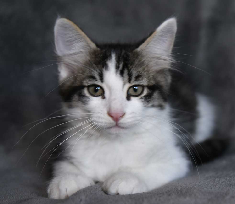sibirisk kattunge Xerxes