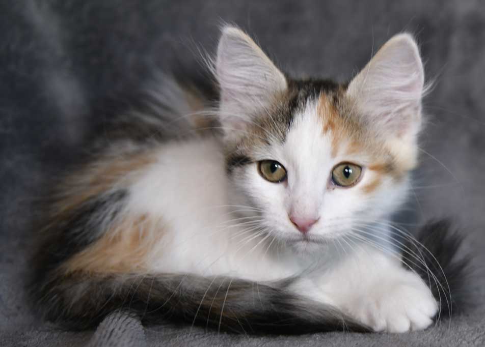 sibirisk kattunge Ximena