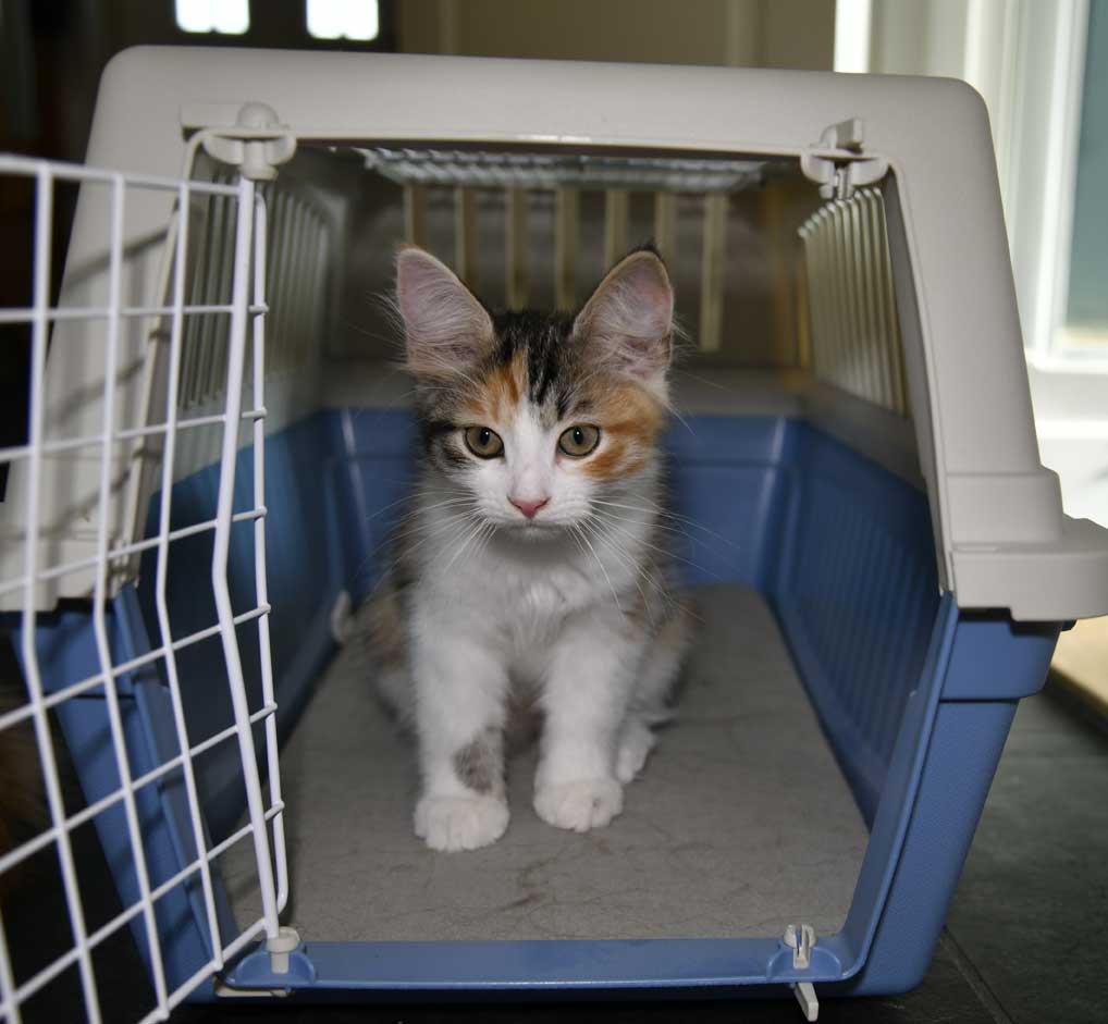 sibirisk kattunge Xuyi