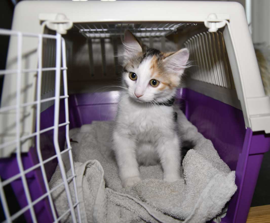sibirisk kattunge Ximena