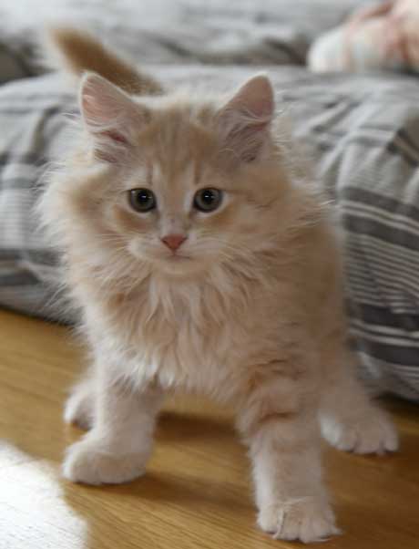 sibirisk kattunge Yezo