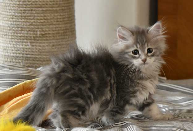 sibirisk kattunge Yambika