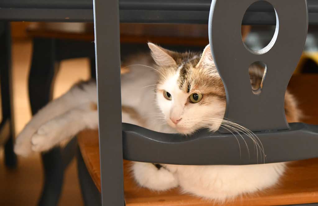 Sibirisk katt Tracie