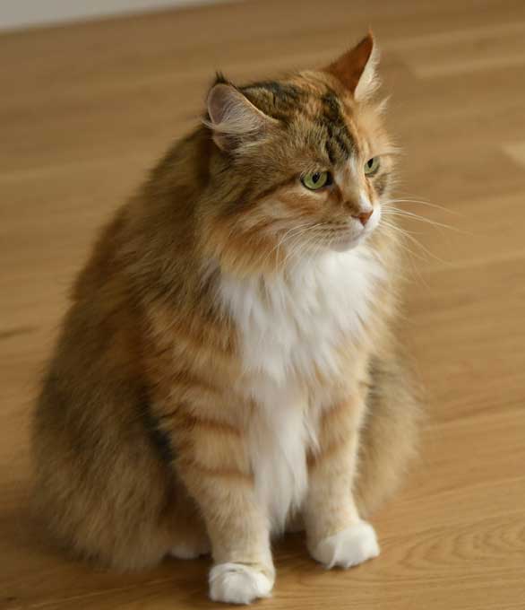 sibirisk katt Dani