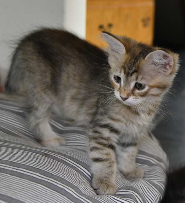 sibirisk kattunge Yetta