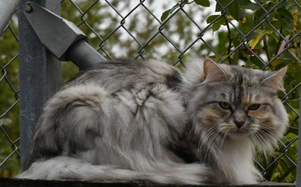 sibiriskkatt Zinnie