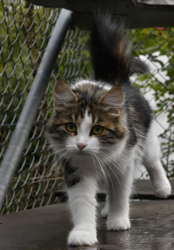 sibirisk katt Vickie