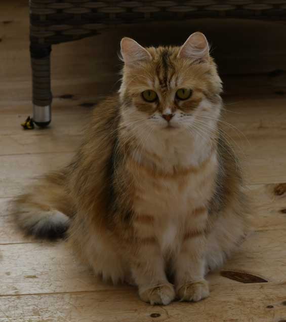 sibirisk katt Uni