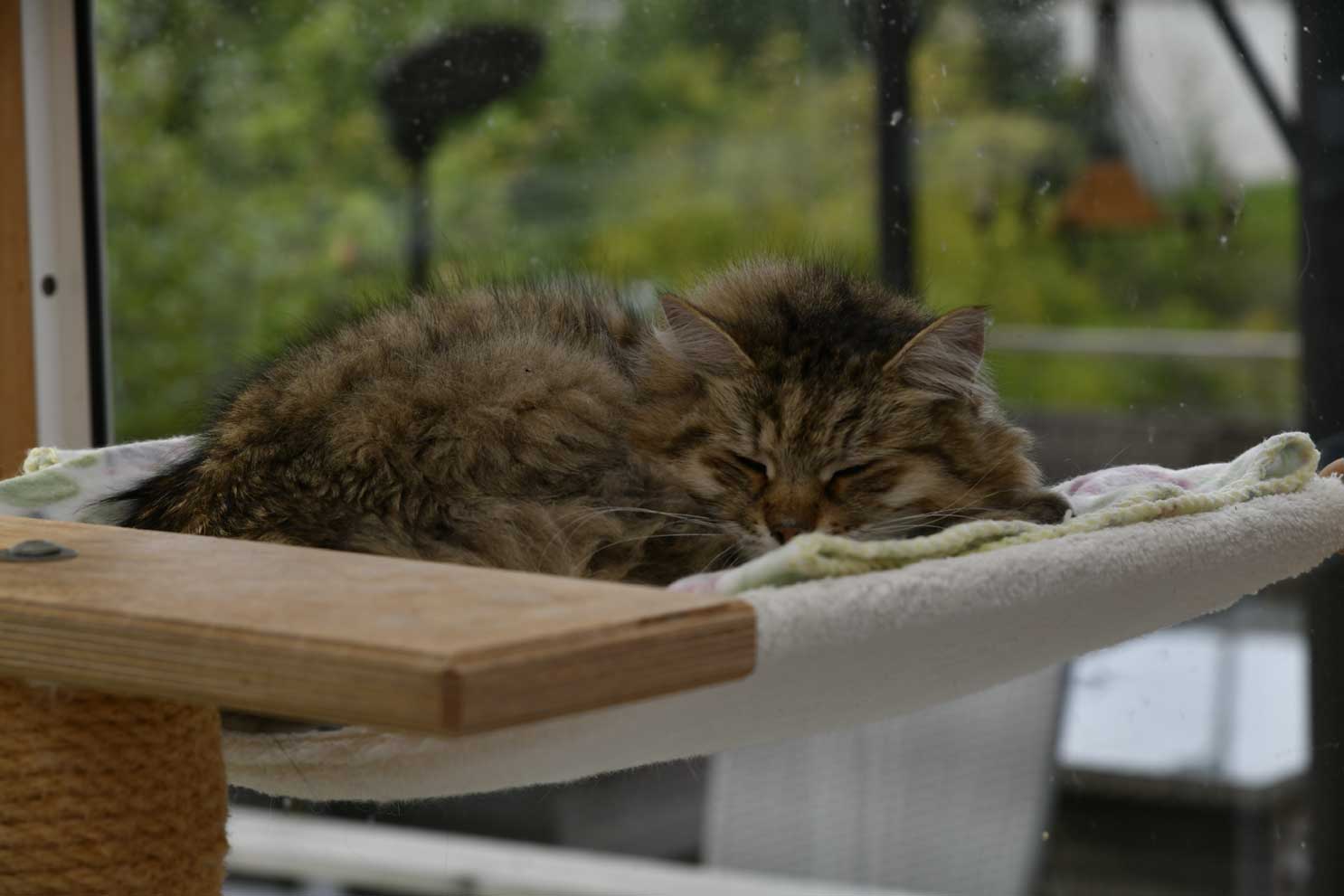 sibirisk katt Gabbie