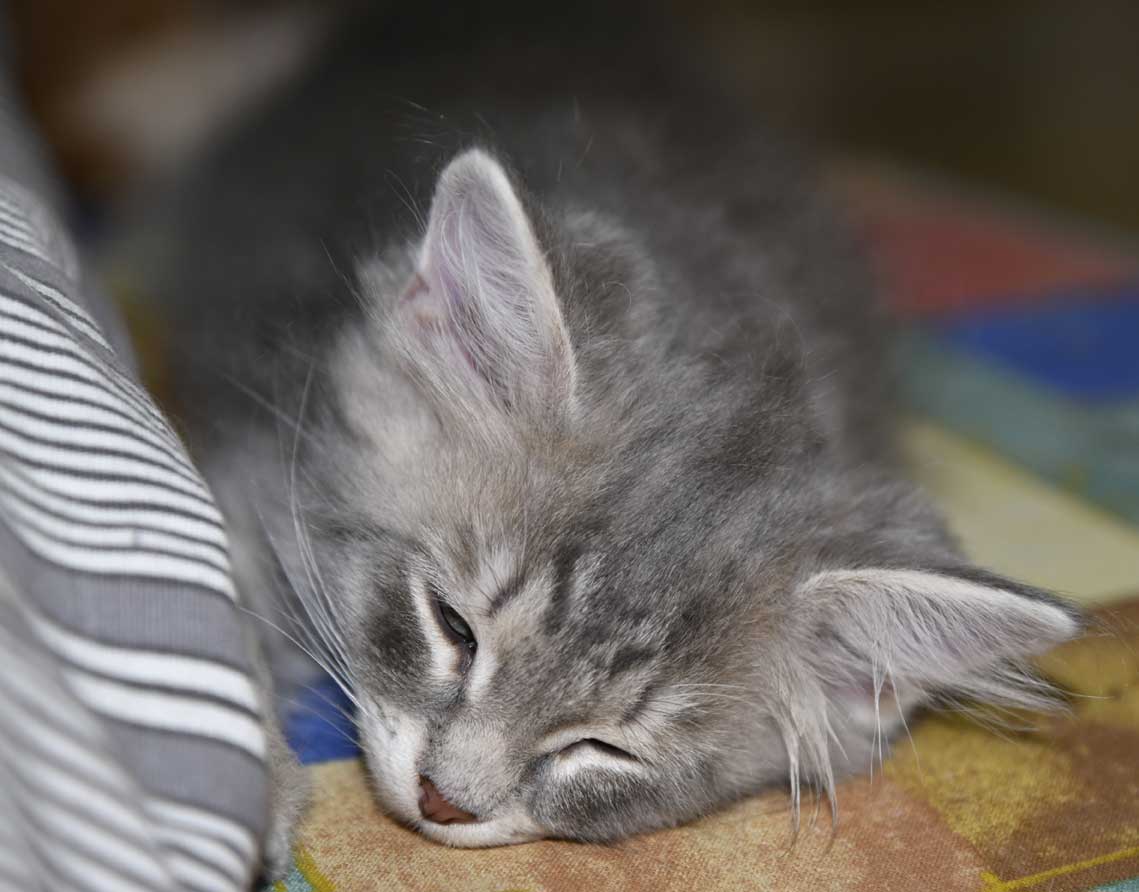 sibirisk kattunge Yabu