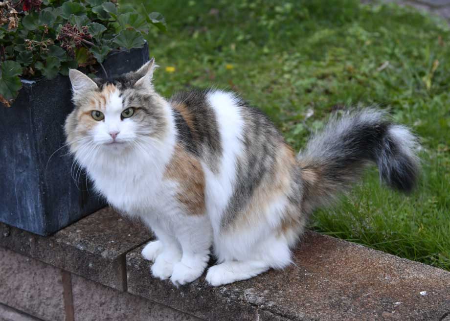 sibirisk katt Colbie
