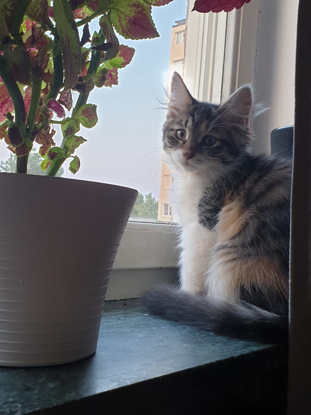 sibirisk kattunge Xainza