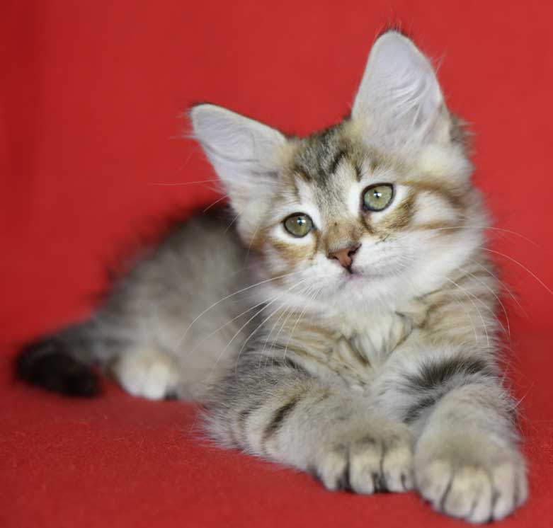 sibirisk kattunge Yetta