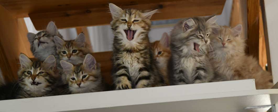 sibiriska kattungar Yy-kull