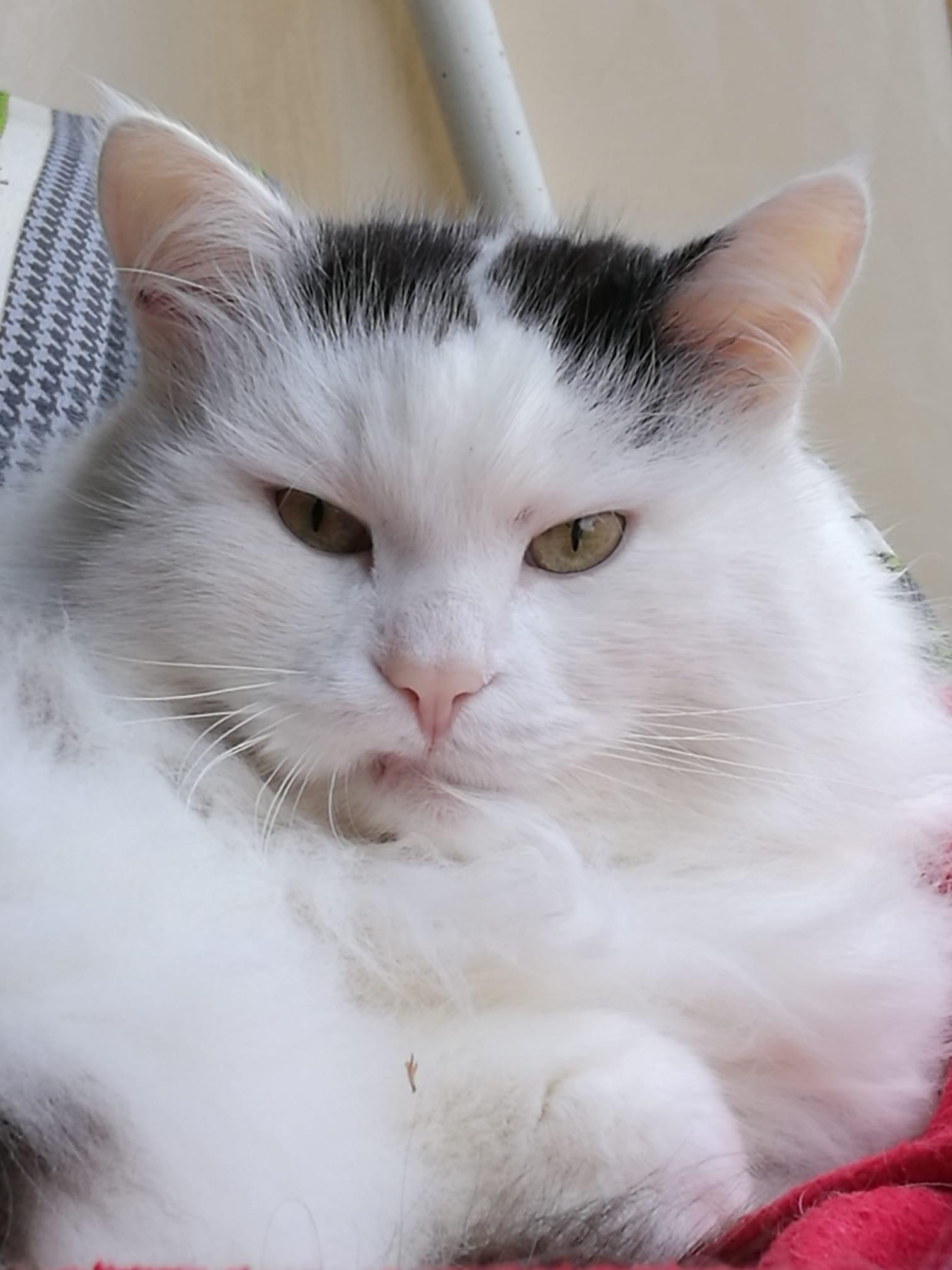 Sibirisk katt Junior