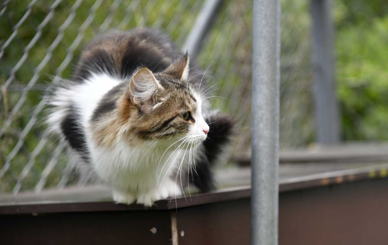 sibirisk katt Vickie