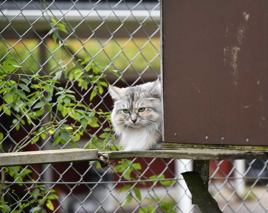 Sibirisk katt Zinnie