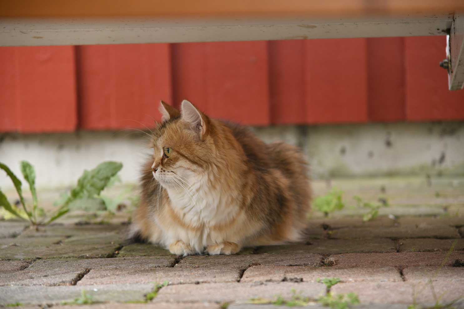 Sibirisk katt Uni