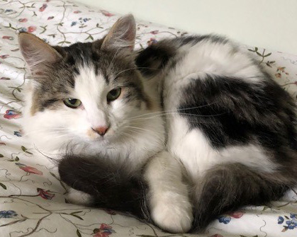 sibirisk katt Velimir